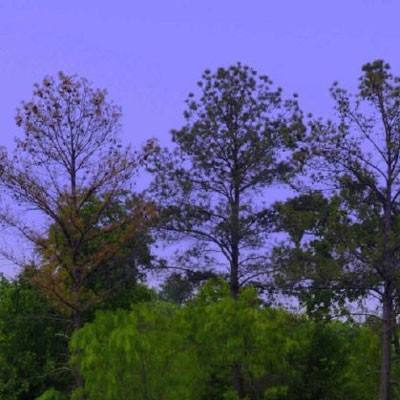 上海麻将下载手机版