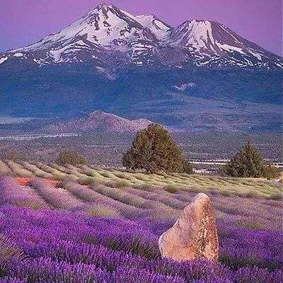 凤凰彩票app手机app下载